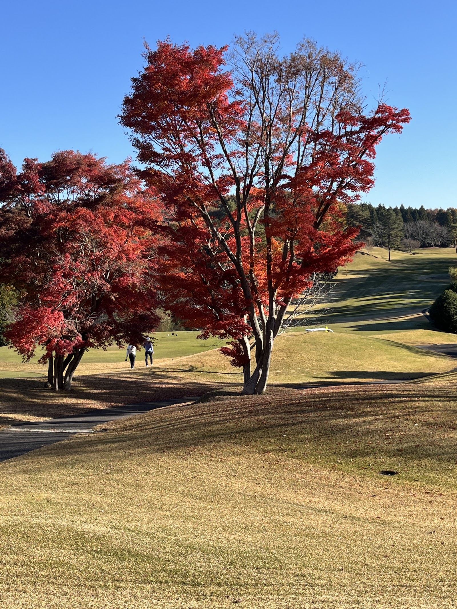 Royal Meadow Golf Stadium - 6