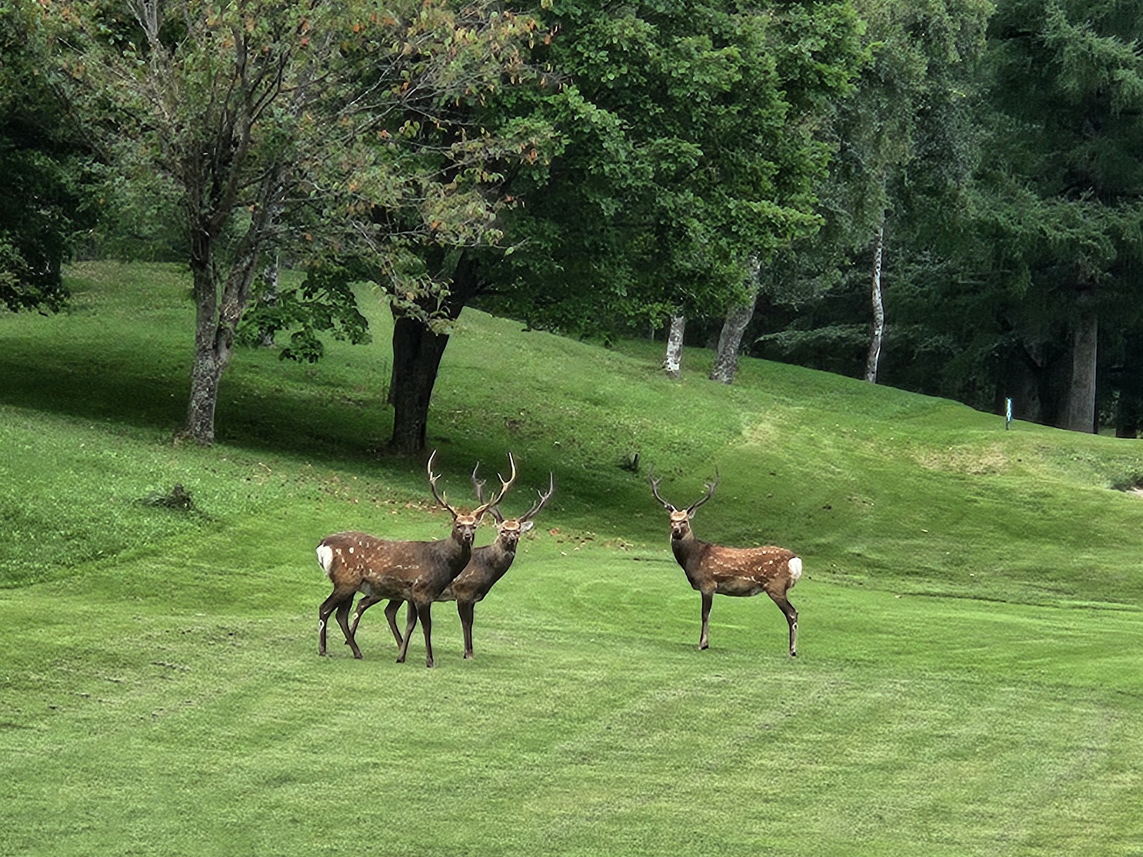 Kamishihoro Golf Course - 5
