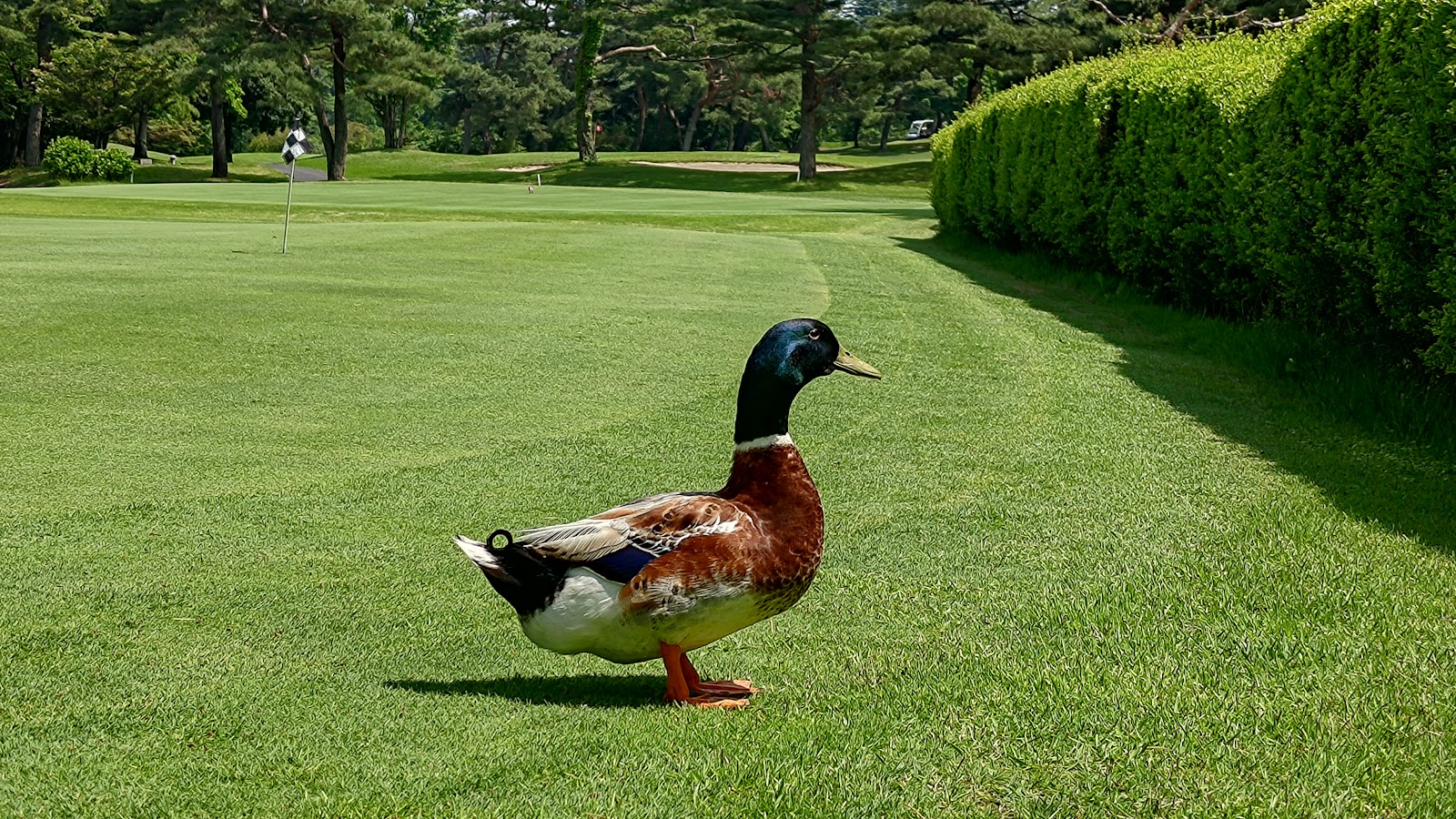 Ikaho International Country Club - 5