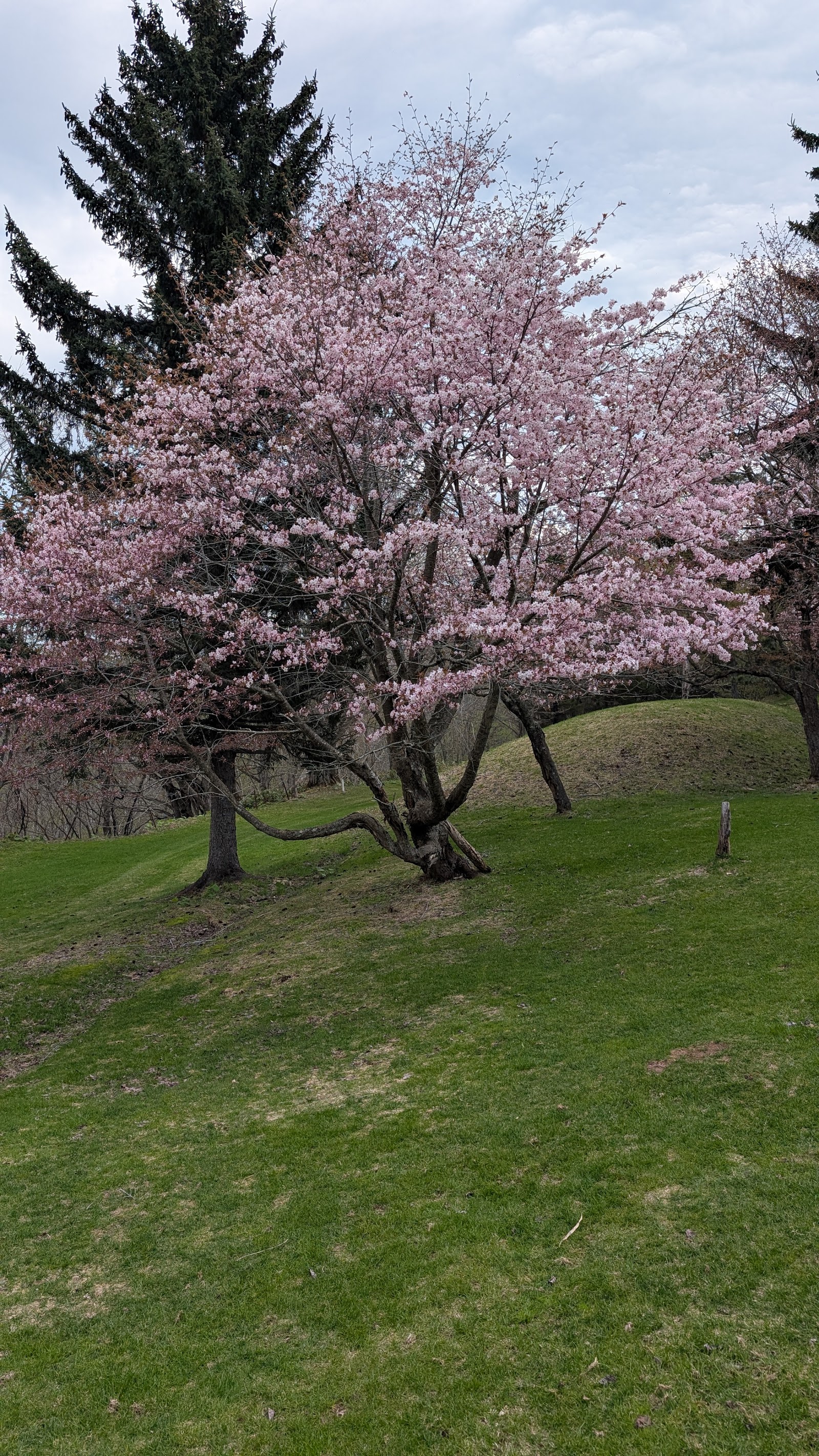Tokiwadai Golf Course - 3