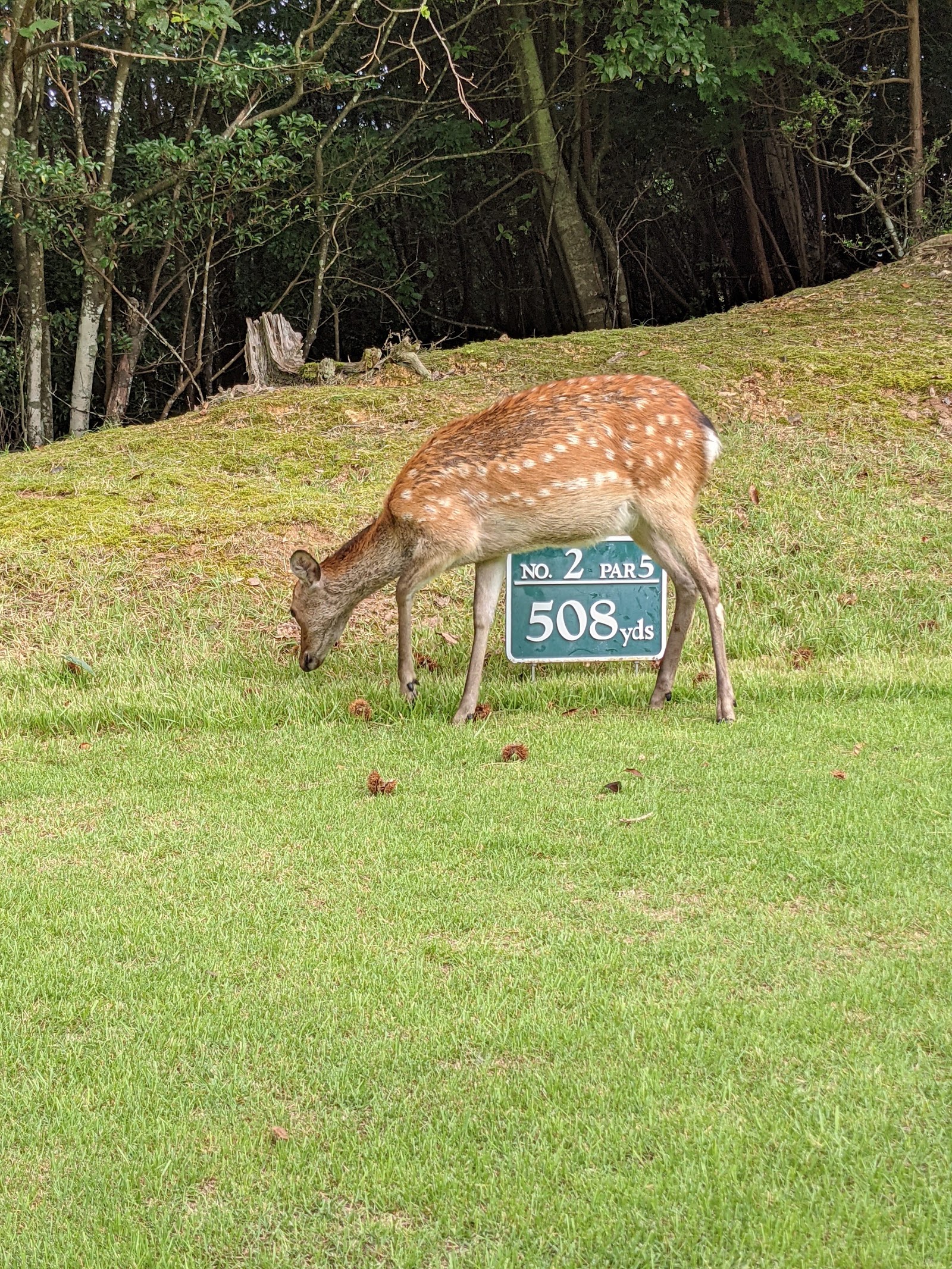Yamaguchi Rainbow Hills Toyota Lake Golf Club - 4