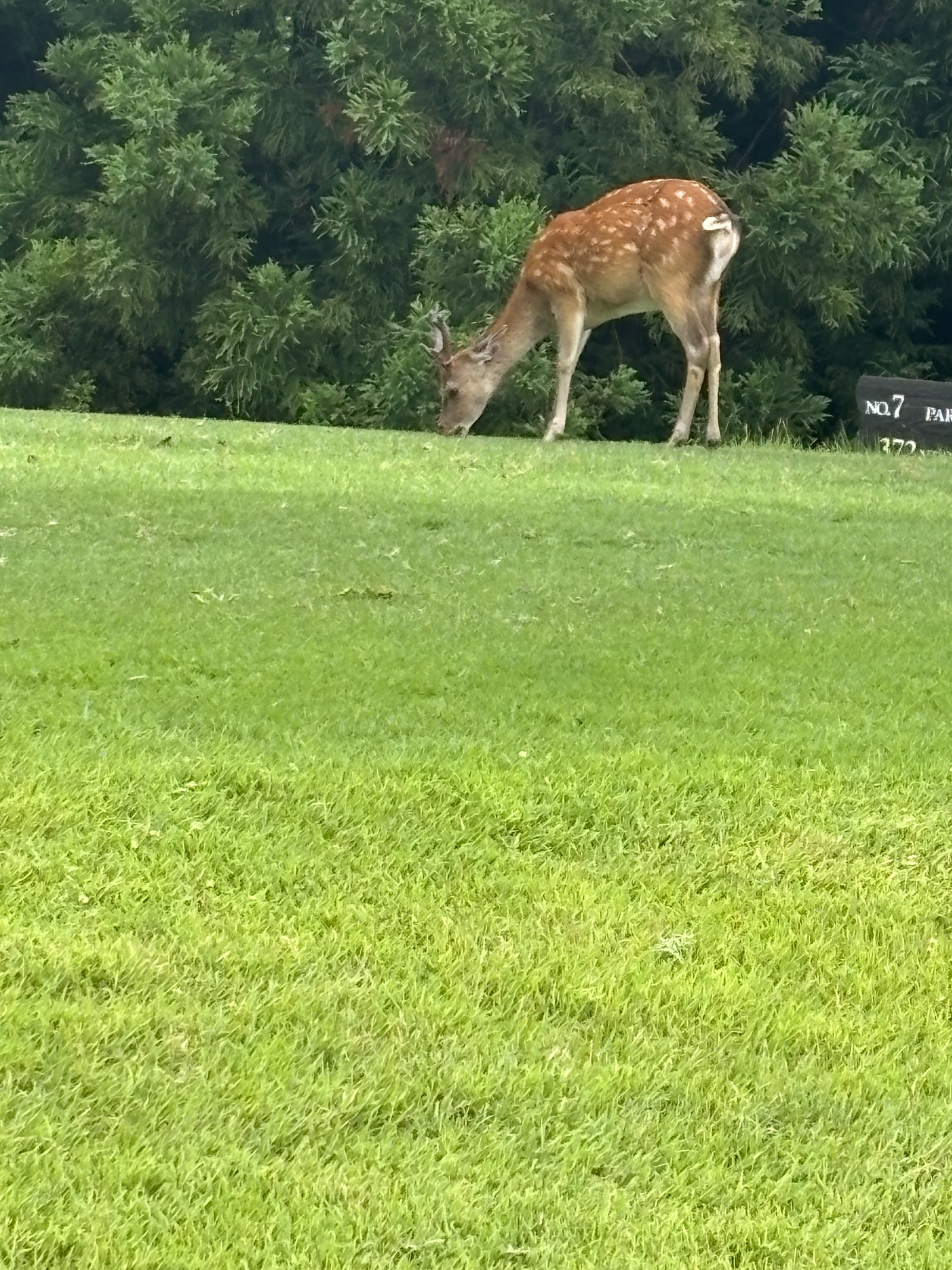 Sun Belgrave Country Club - 3