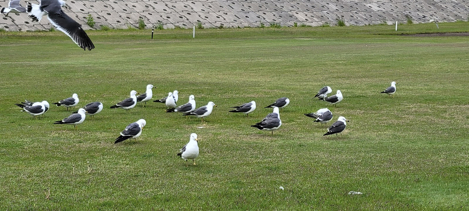 Hachinohe Golf Club - 2