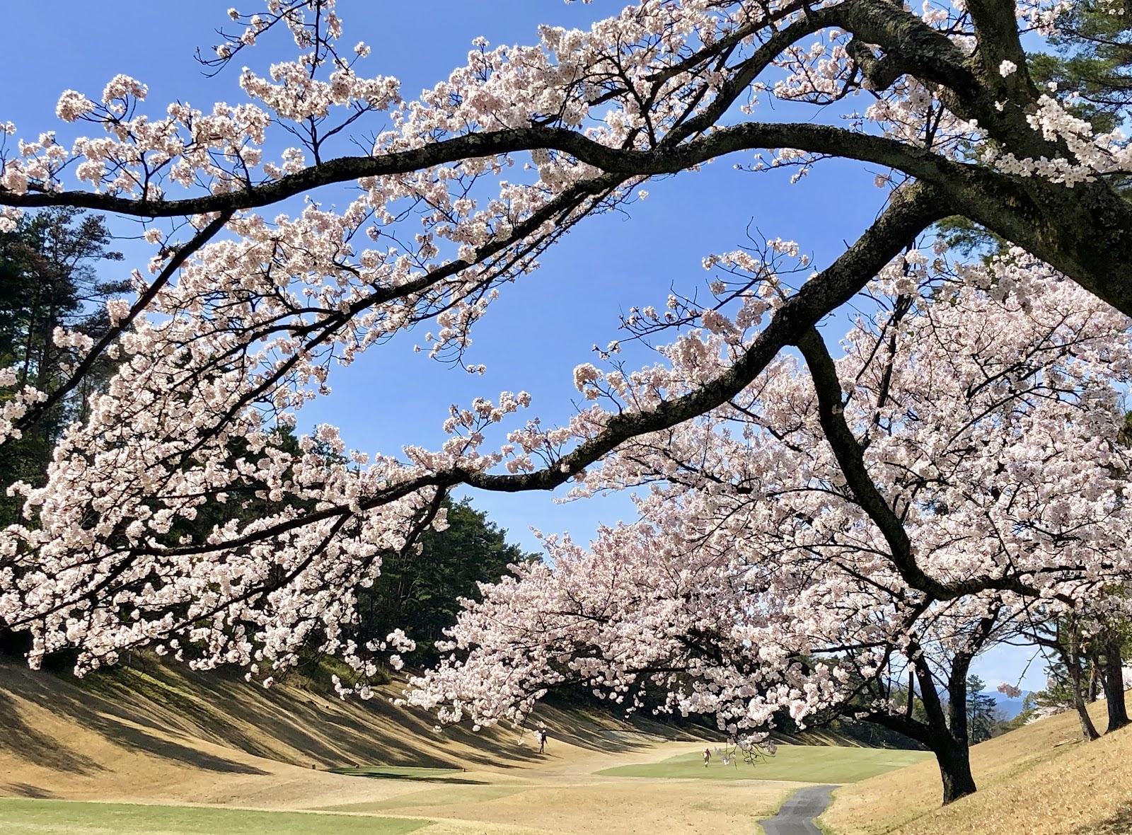 Meishin Yokaichi Country Club - 6