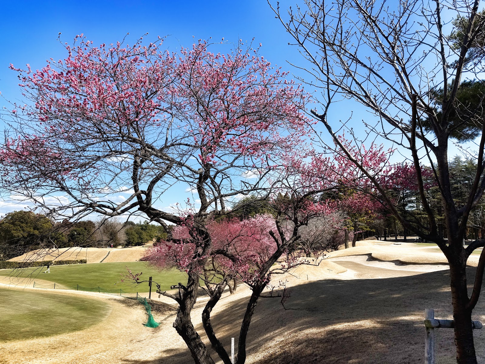 Anegasaki Country Club - 6