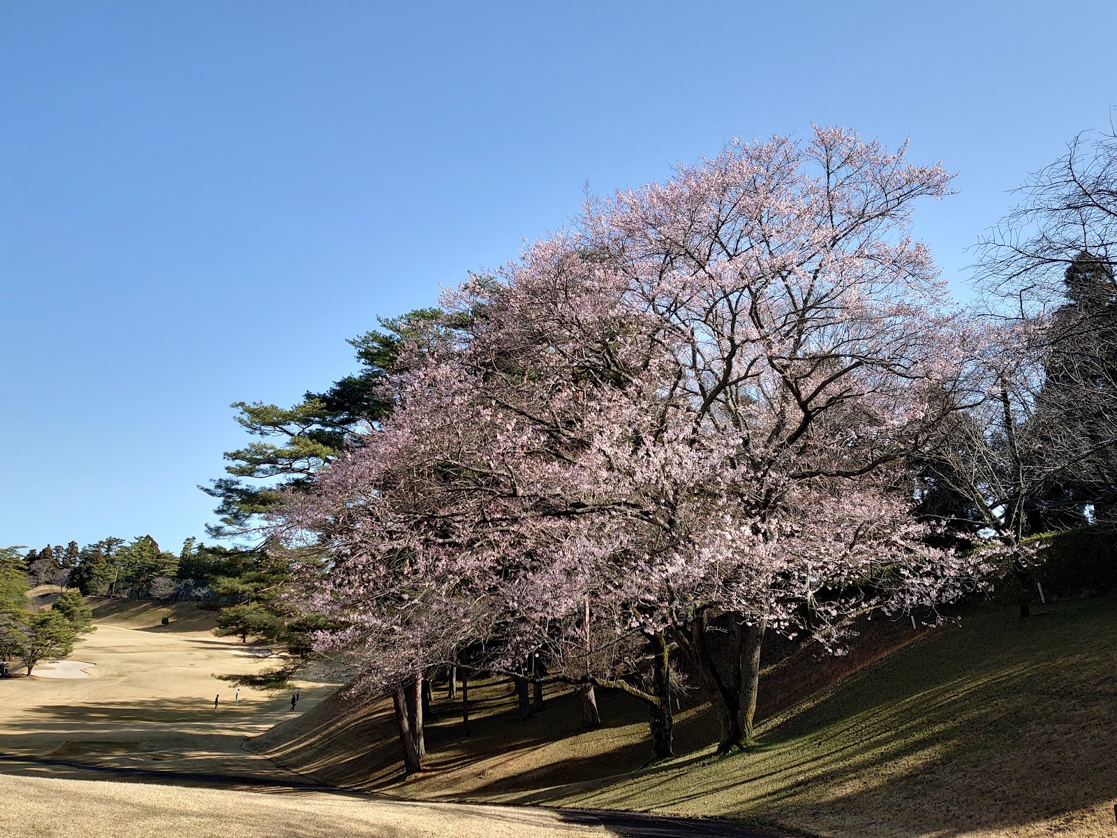 Sakura Country Club - 6