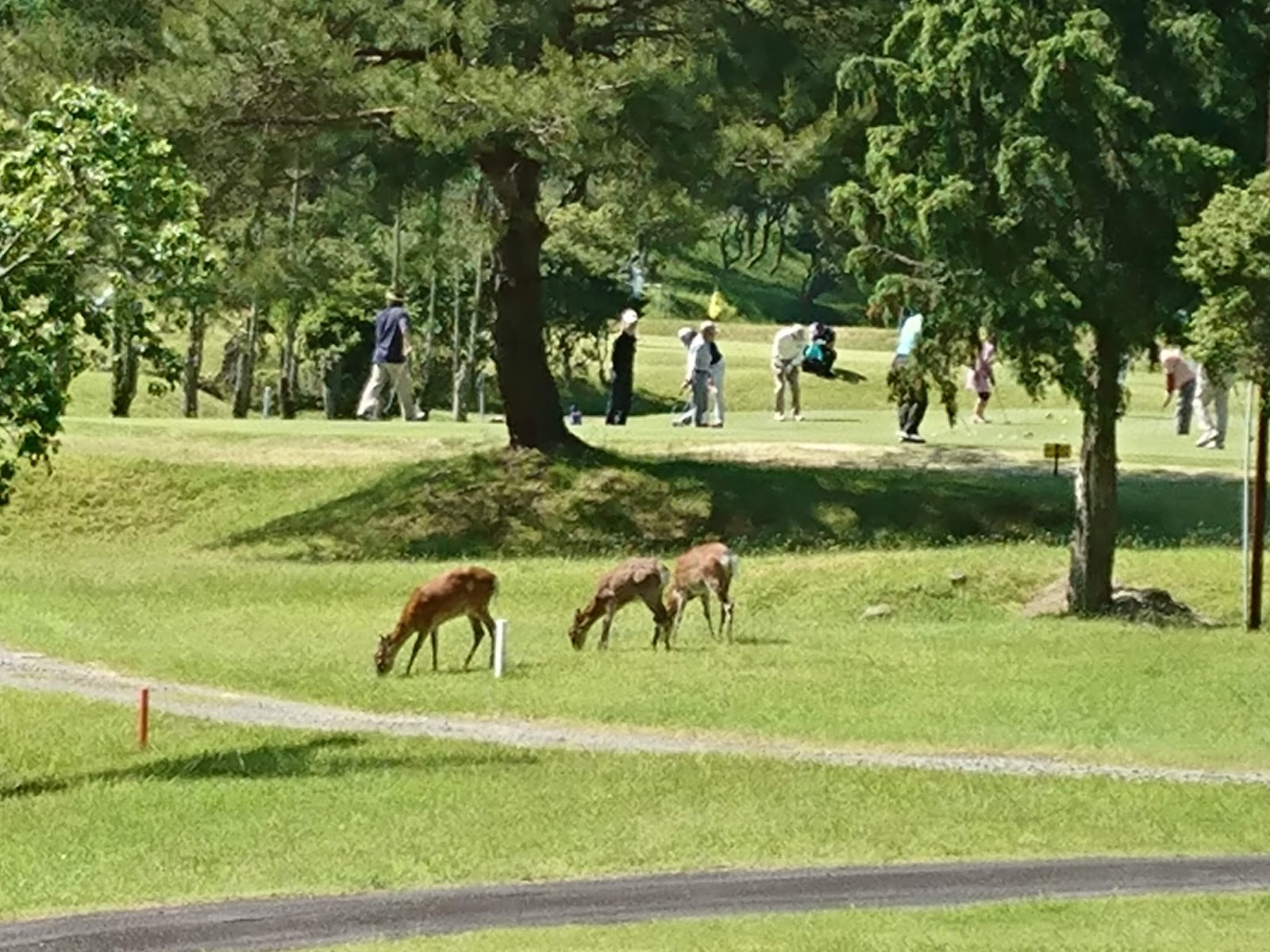 Taiko-tan Golf Club - 6