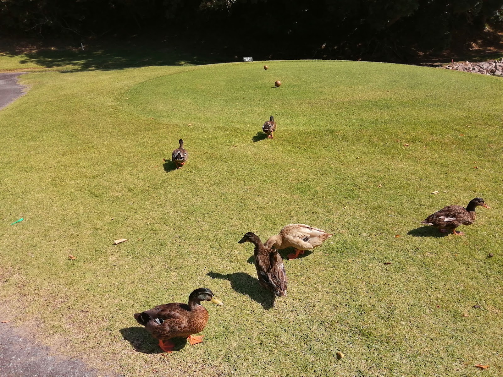 Inami Country Club Fuji - 4