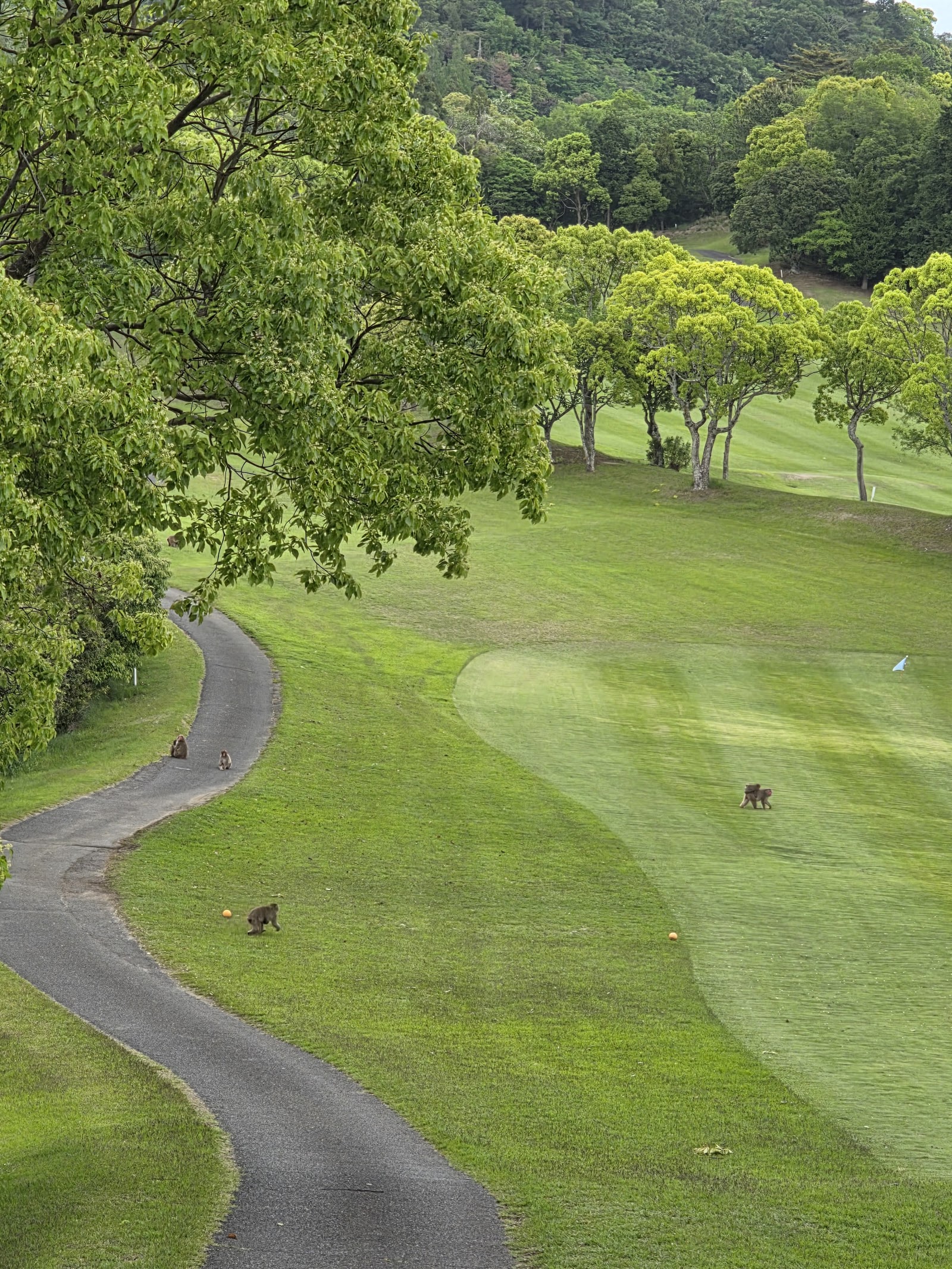 Gosho Country Club - 4
