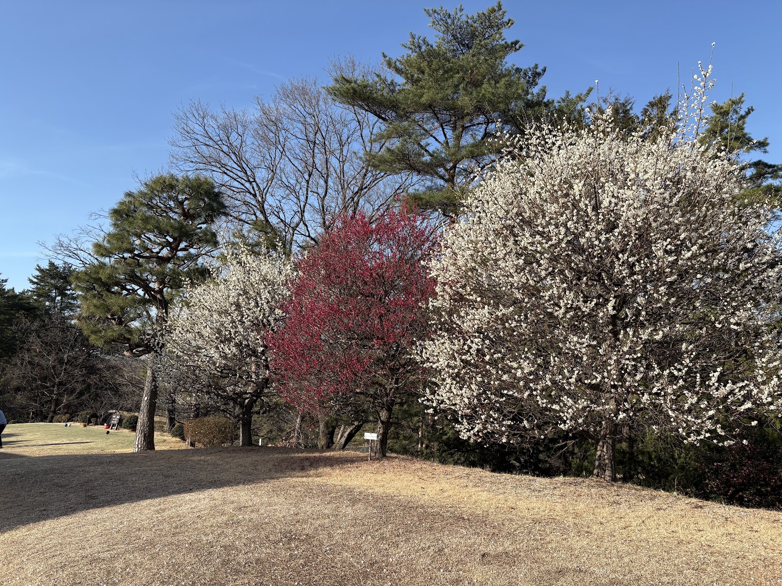 Takane Country Club - 5