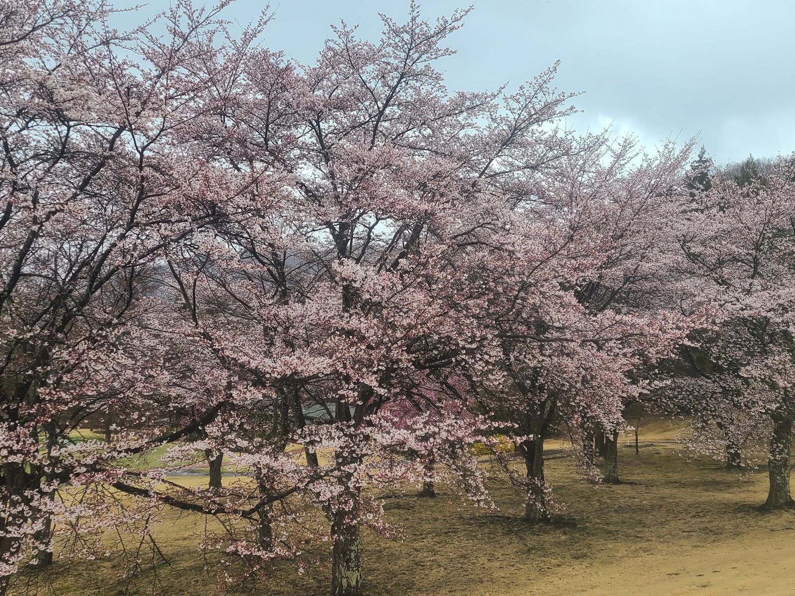 Kofu International Country Club - 5