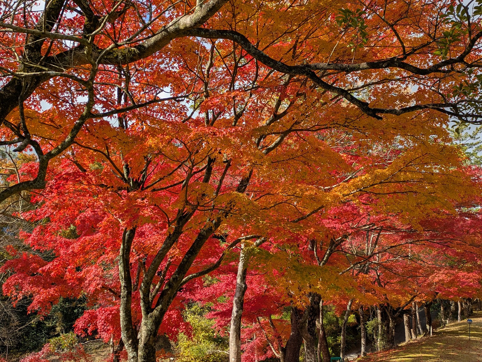 Rio Fujiwara Golf Club - 3