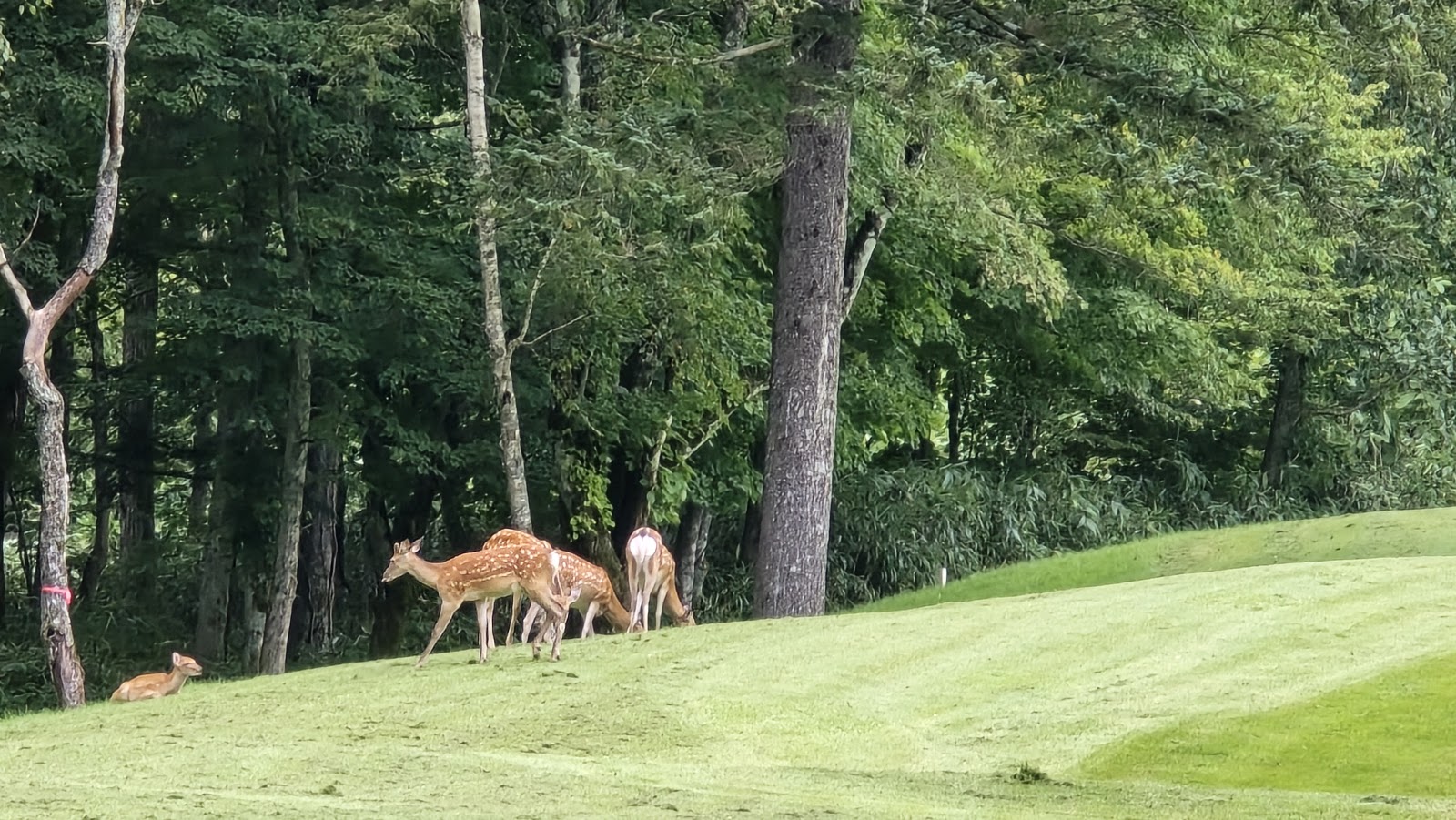 Noboribetsu Country Club - 6