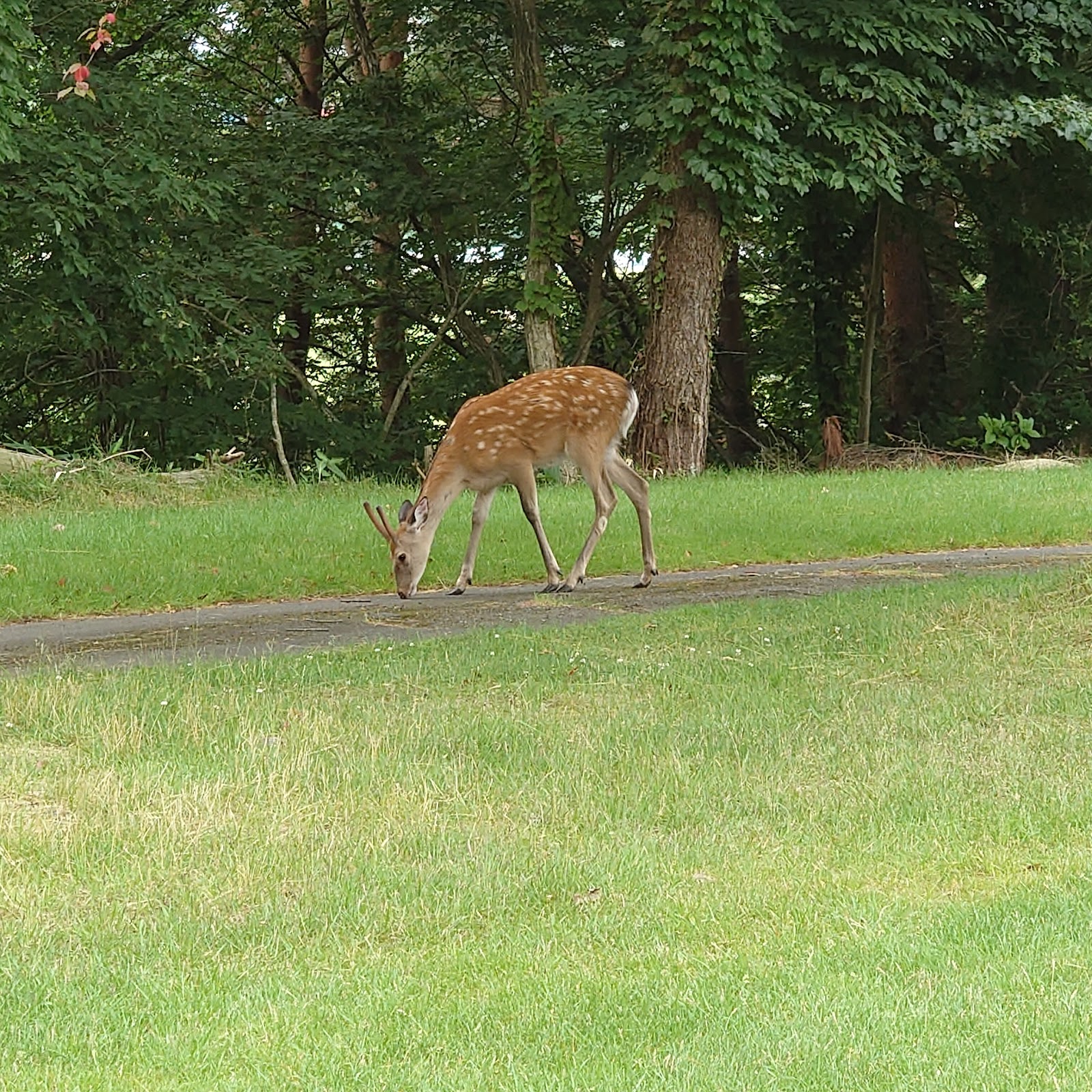 Morioka Country Club - 2