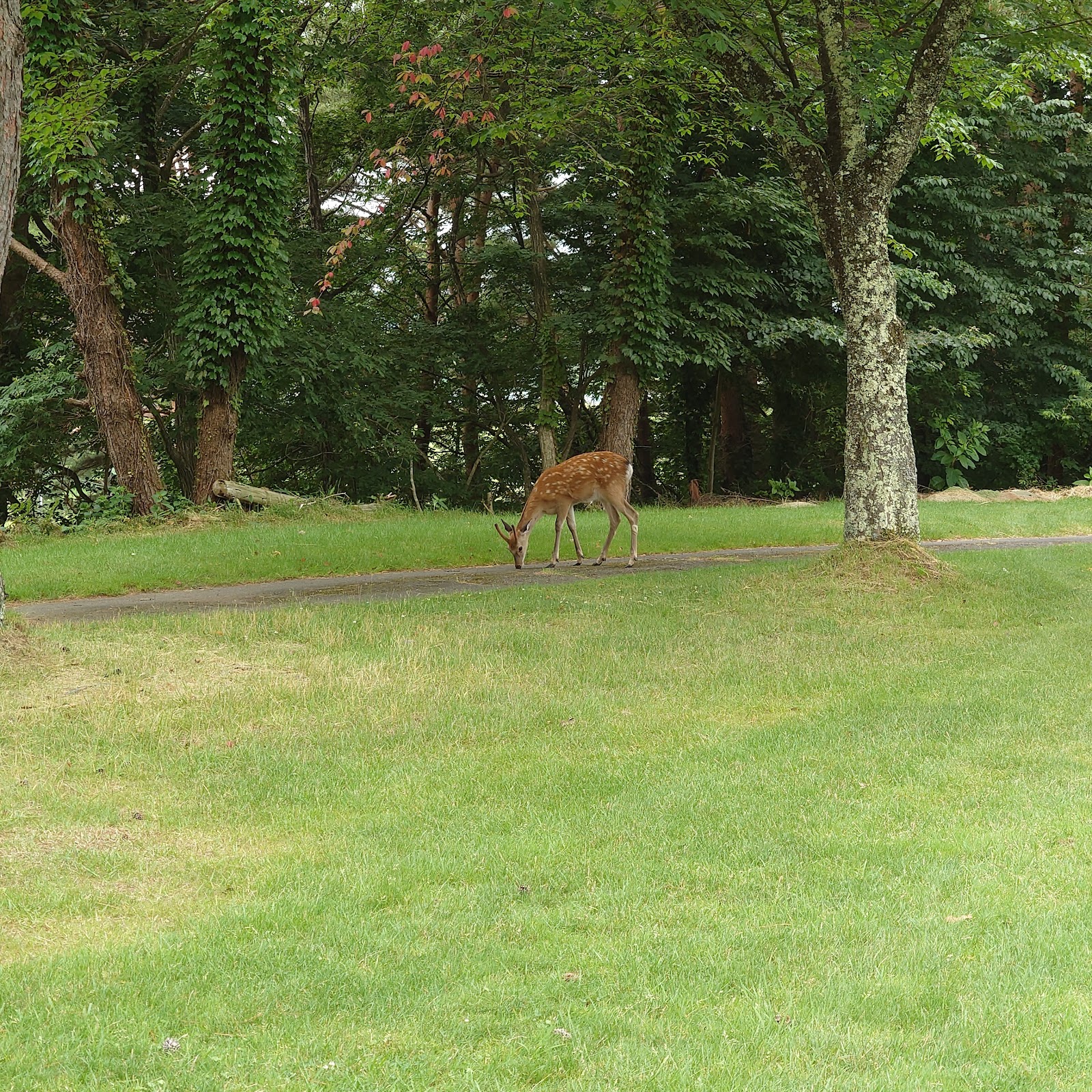 Morioka Country Club - 5