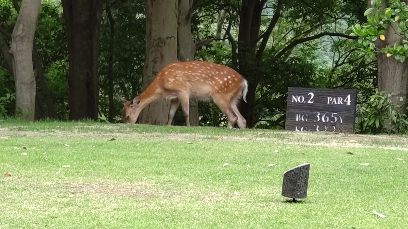 Hanno Park Country Club - 4