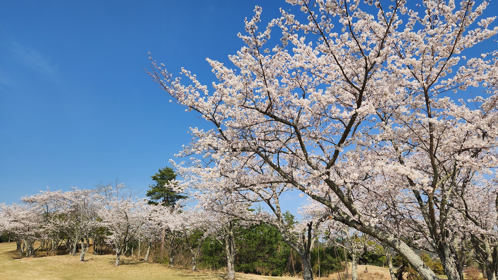 Hiroshima Toei Country Club - 6