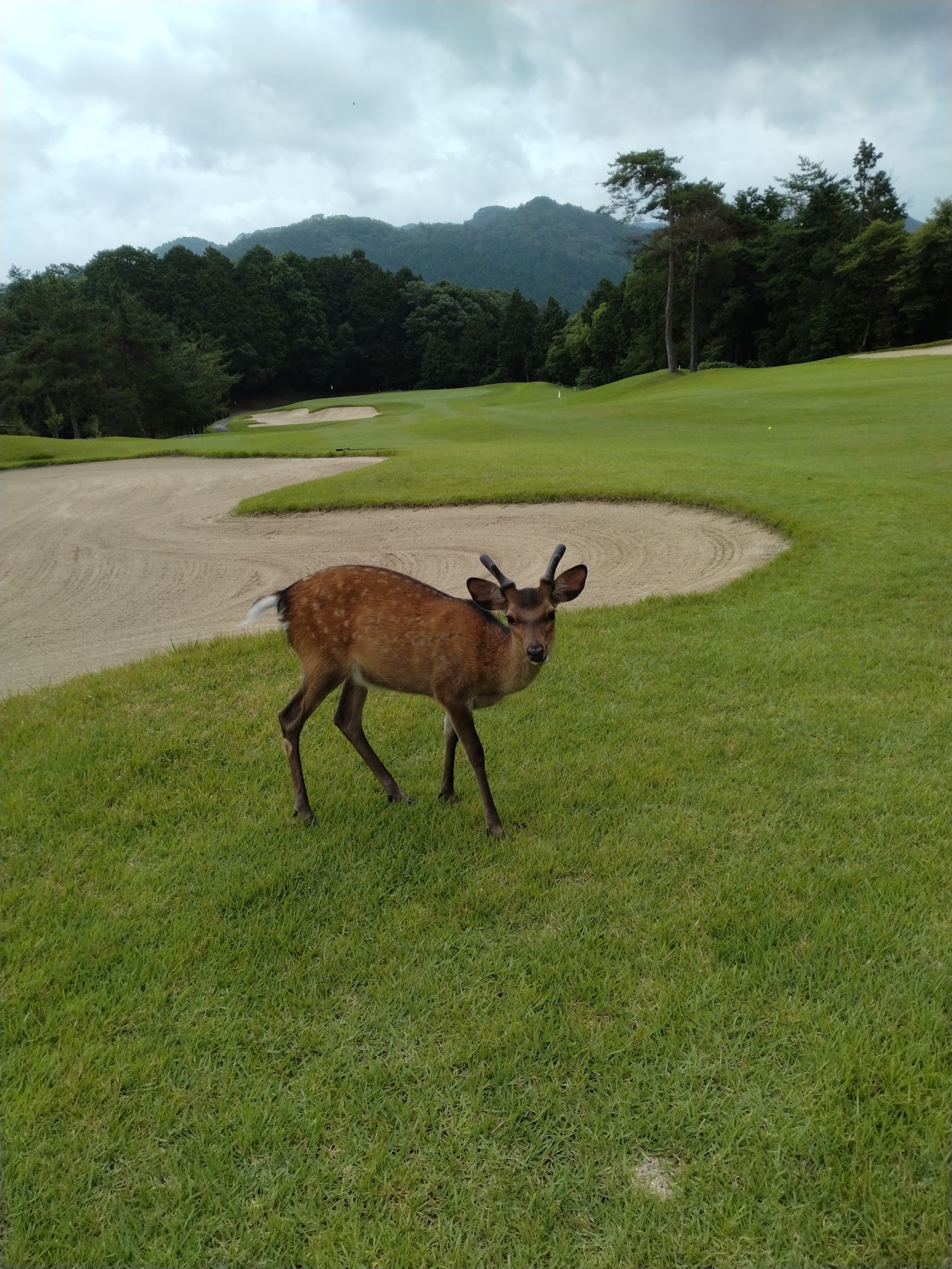 Yachiyo Country Club - 3