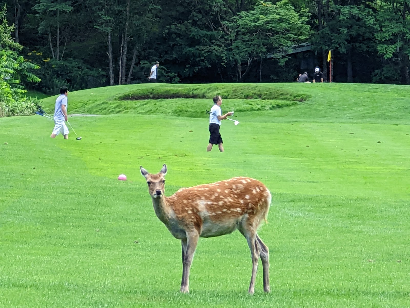 Chisan Country Club Zenibako - 5