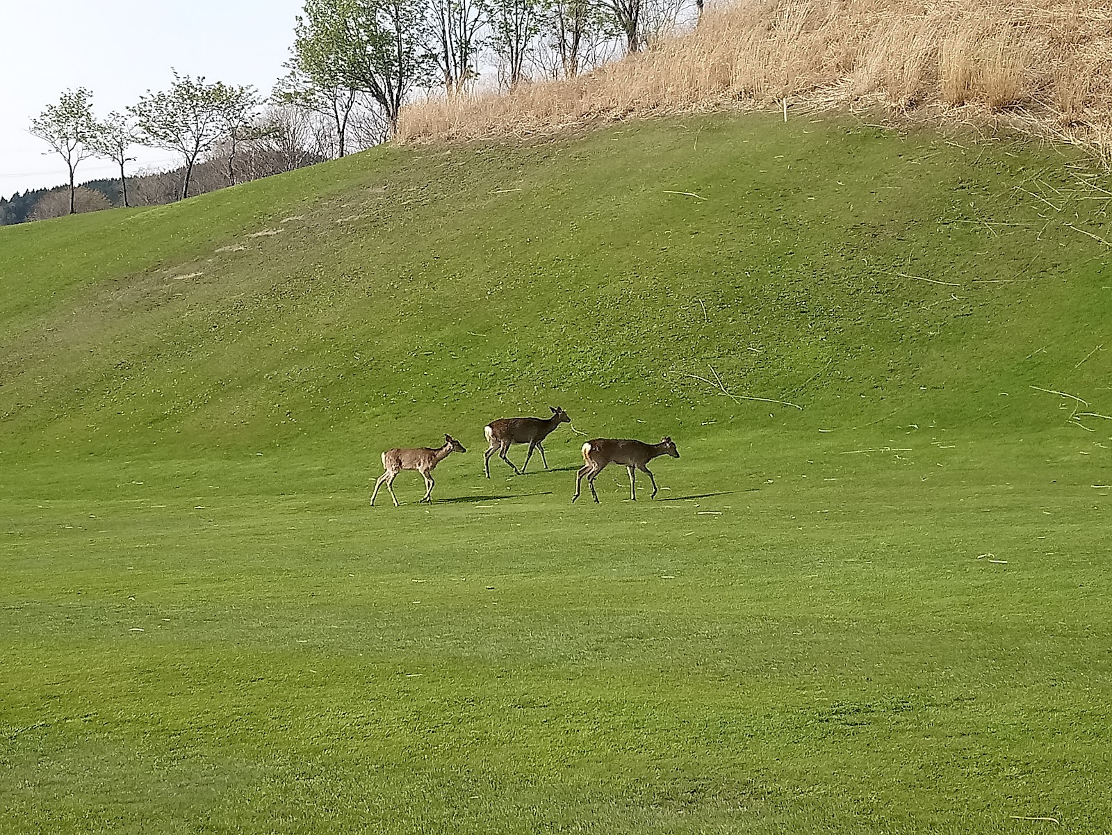 Grand Sapporo Country Club - 4