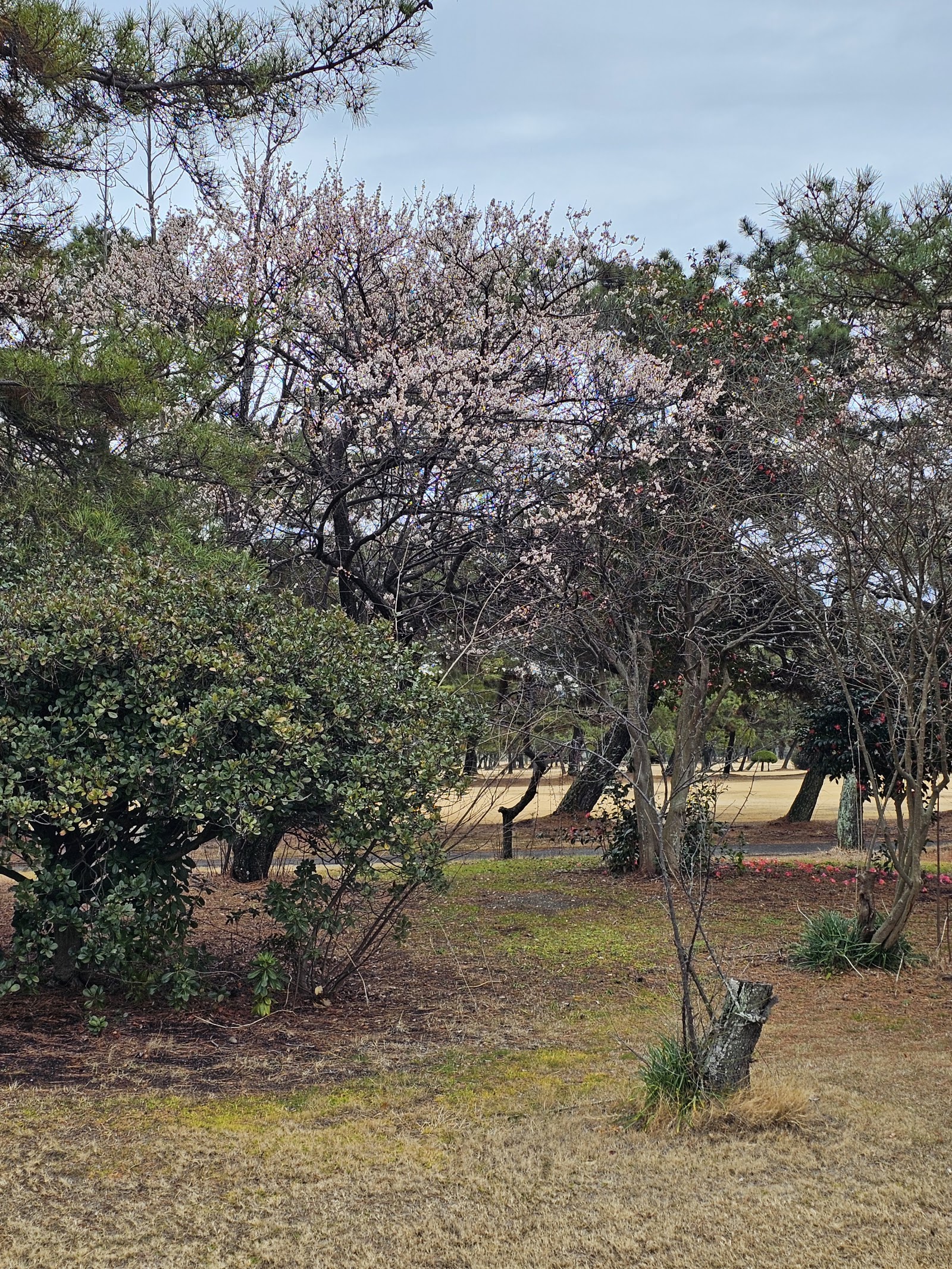 Takamatsu Public Golf Course - 4