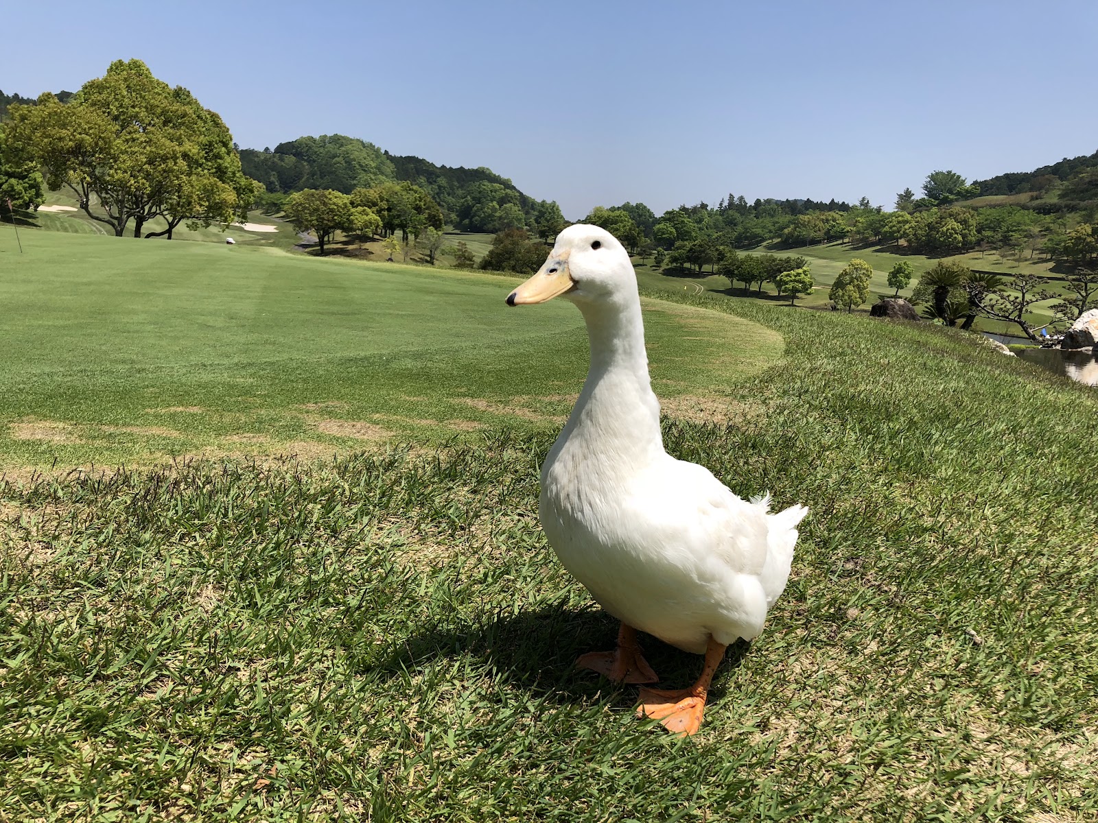 Nara Royal Golf Club - 5
