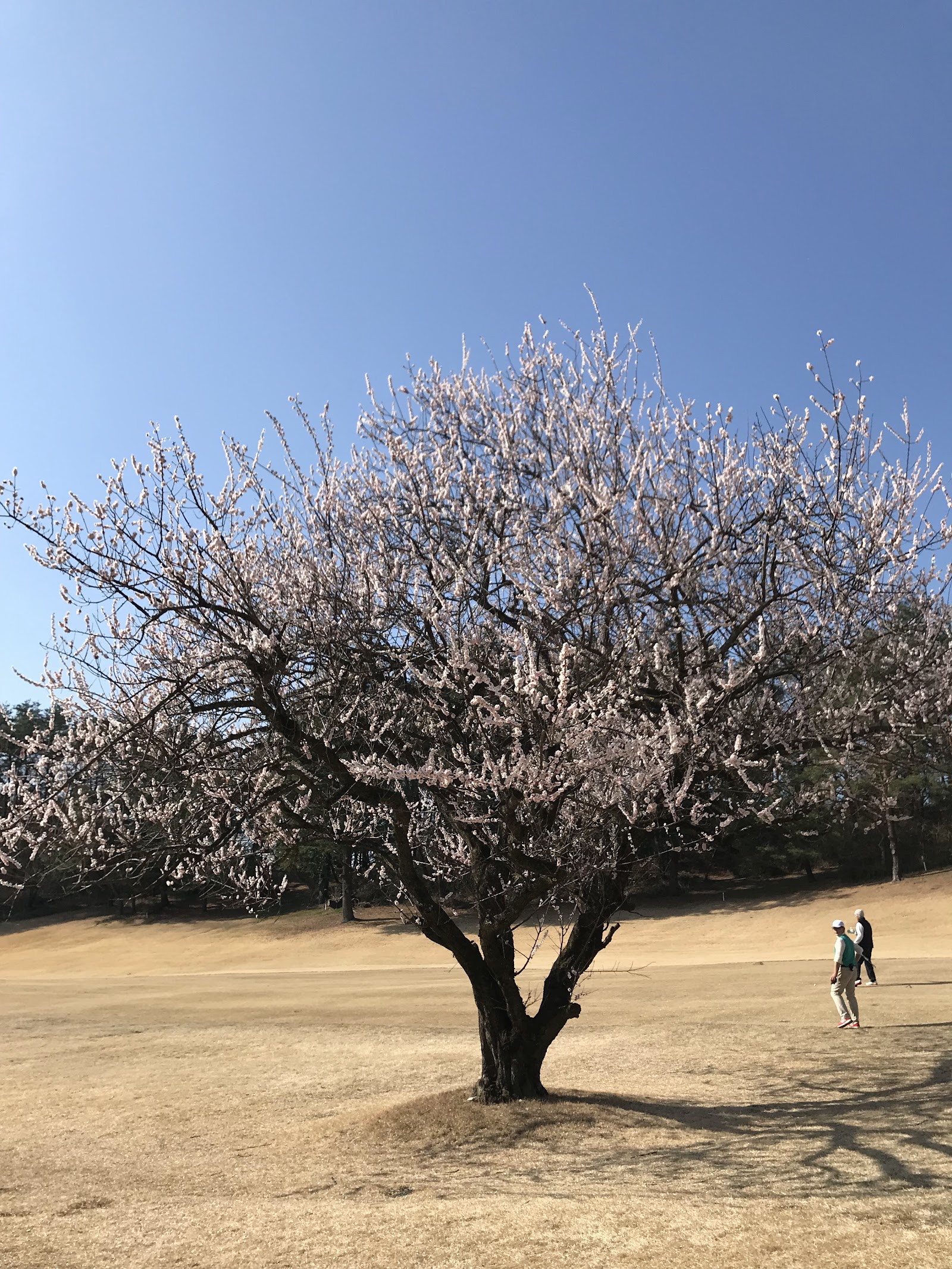 Tama Country Club - 3