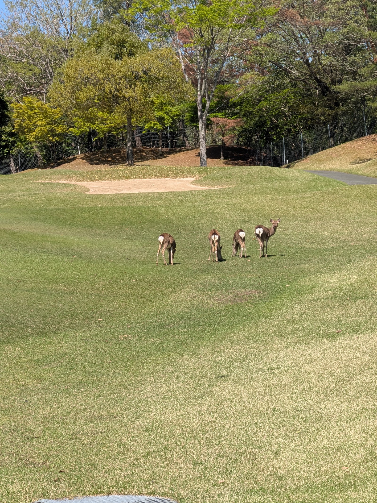 Stork Hill Golf Club - 5