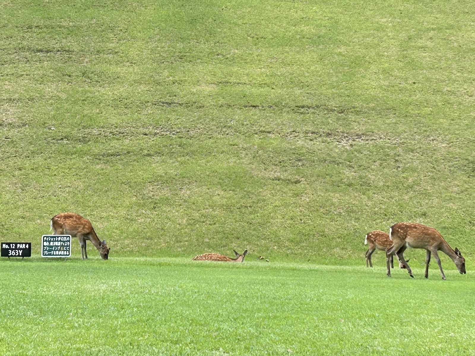 Tsukude Golf Club - 4