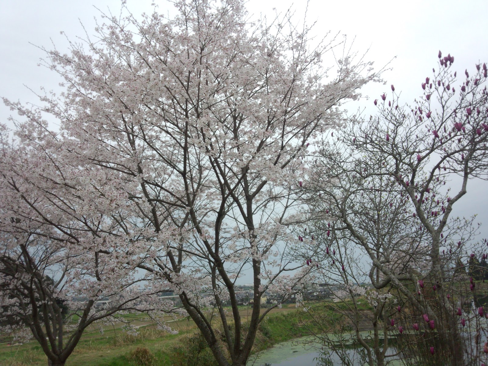 Kumamoto Mashiki Country Club - 6