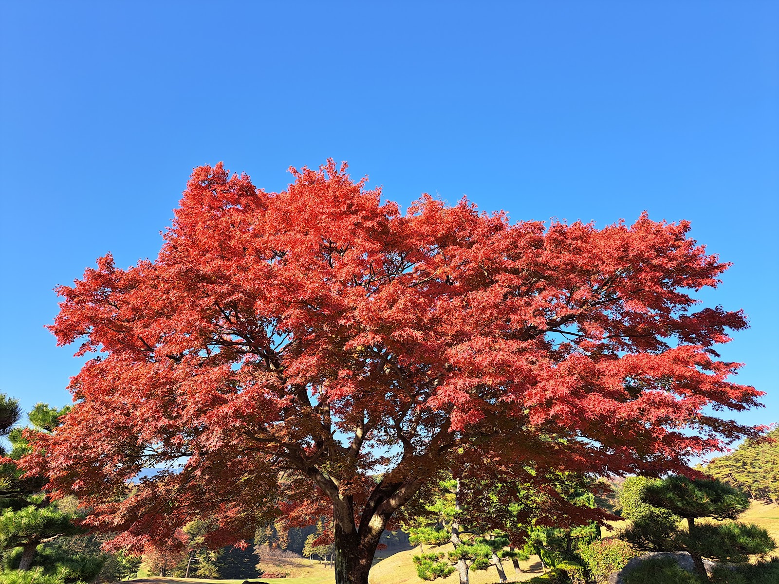 Iruma Country Club - 6