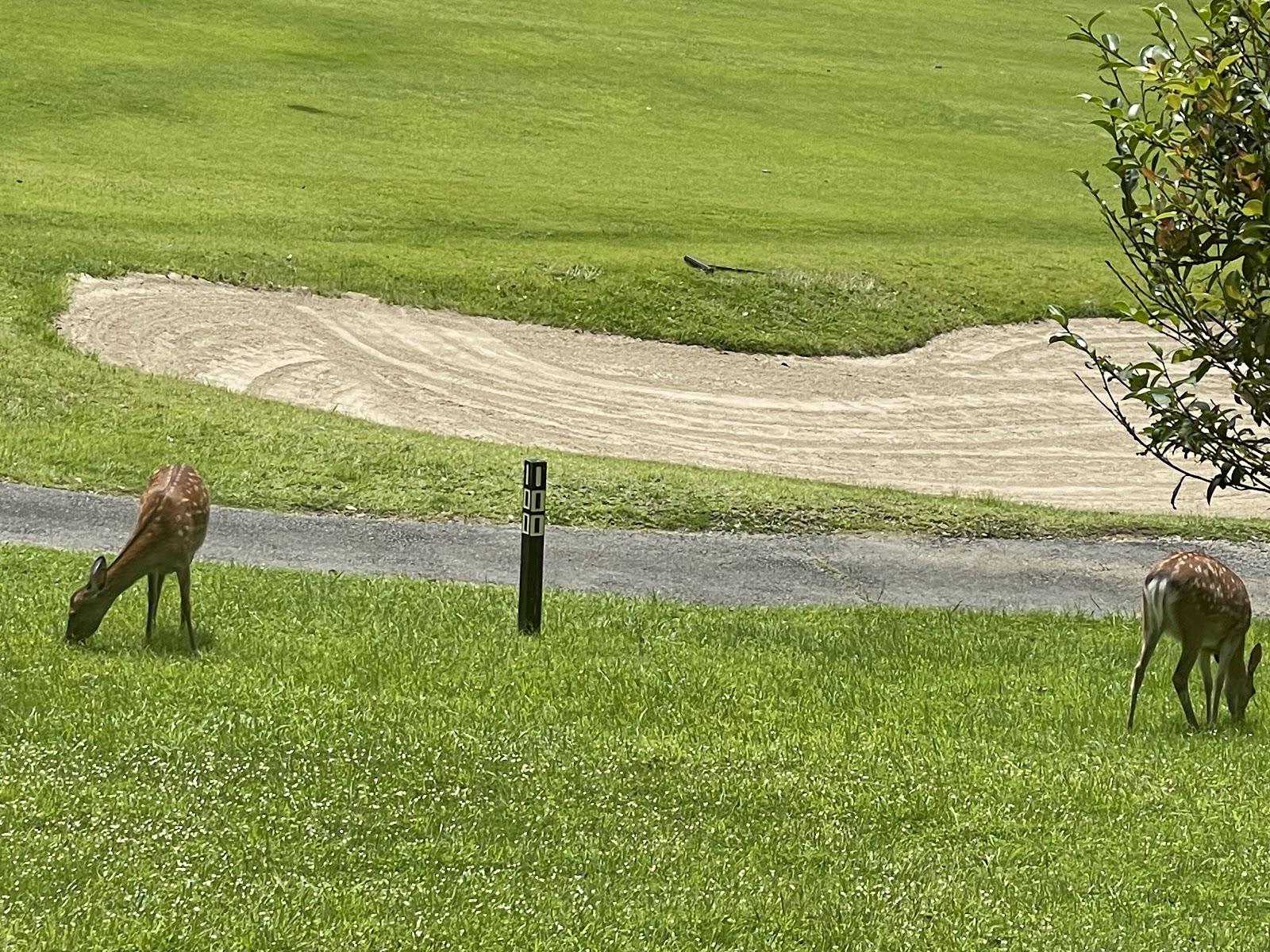 Aoyama Golf Club - 5