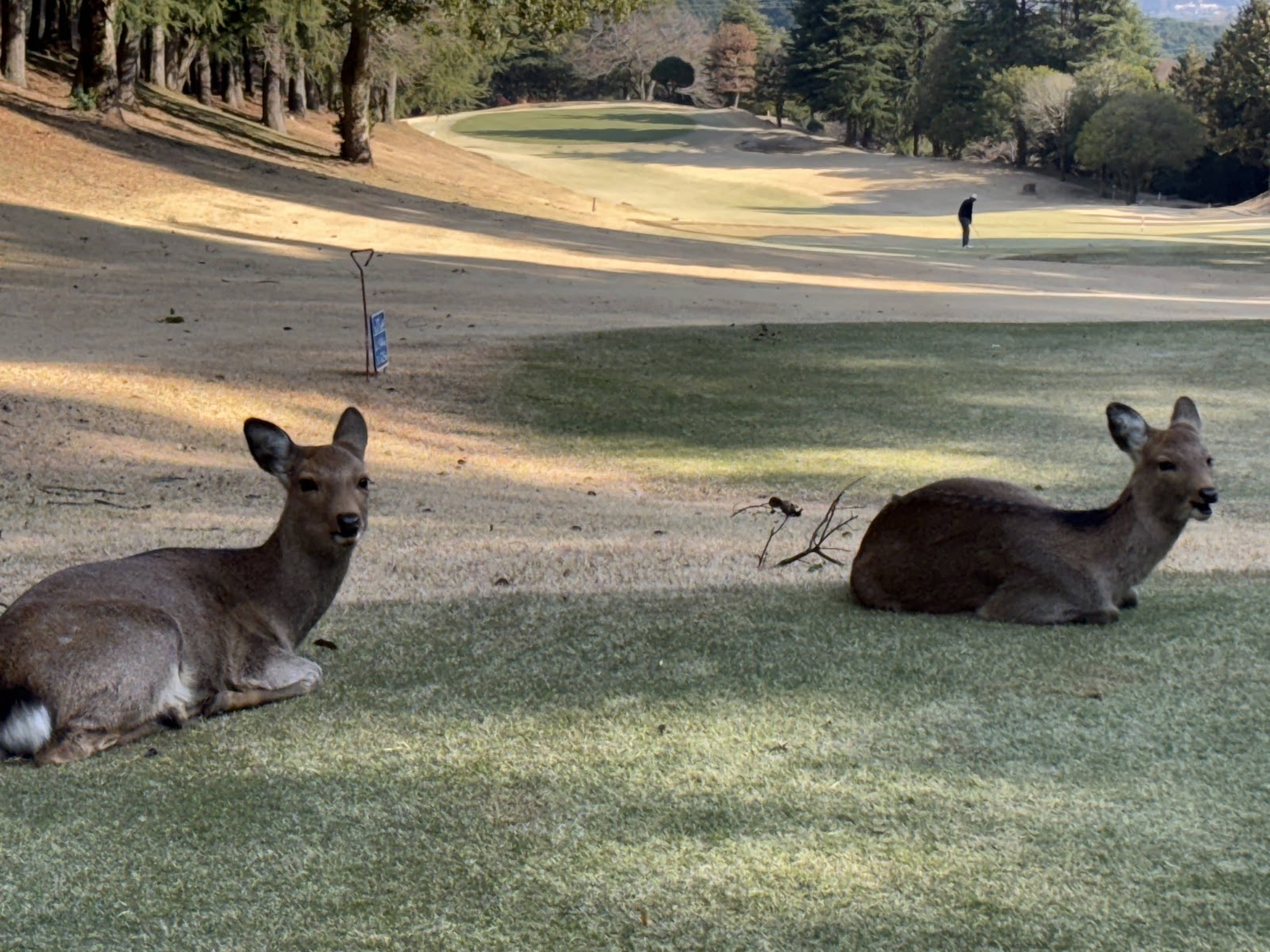 Mishima Golf Club - 2