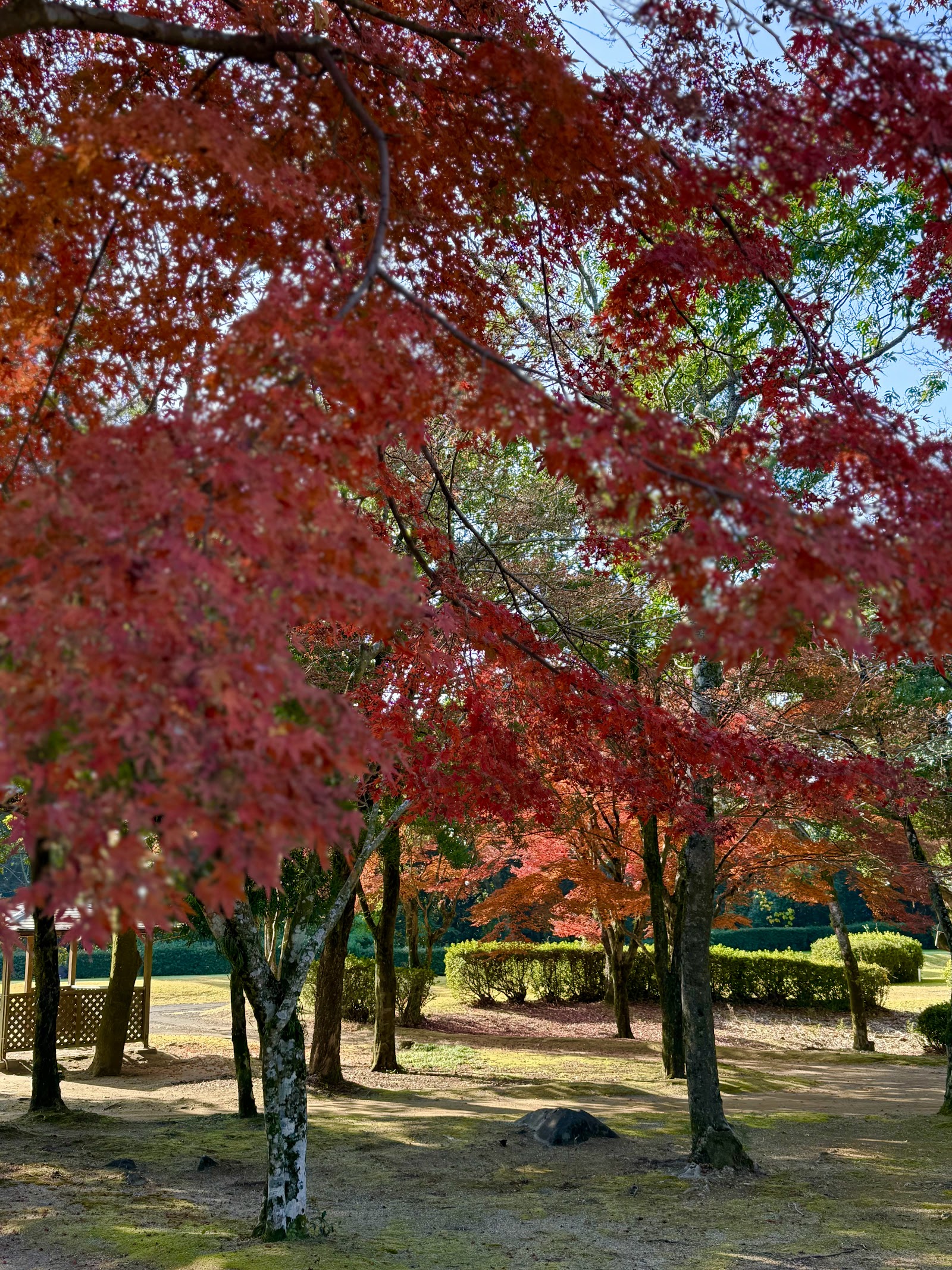 Nagasaki International Golf Club - 5