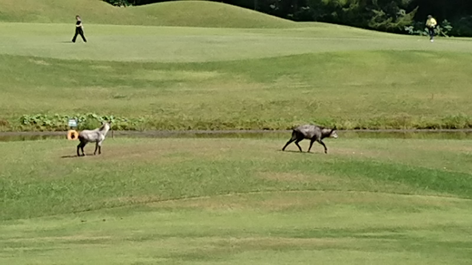 Iwatenumakunai Country Club - 5