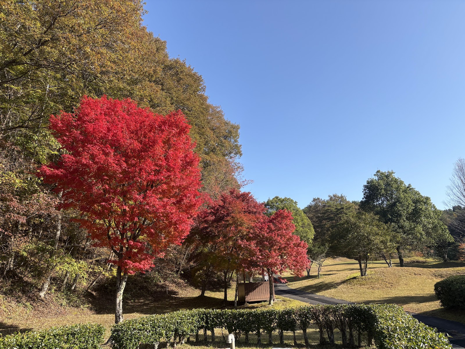 Nyu Adonis Golf Club - 6