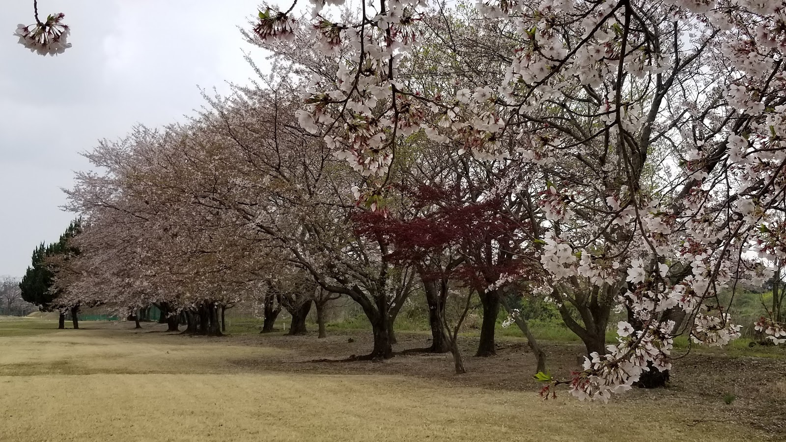 Gifuhashima Golf Club - 5