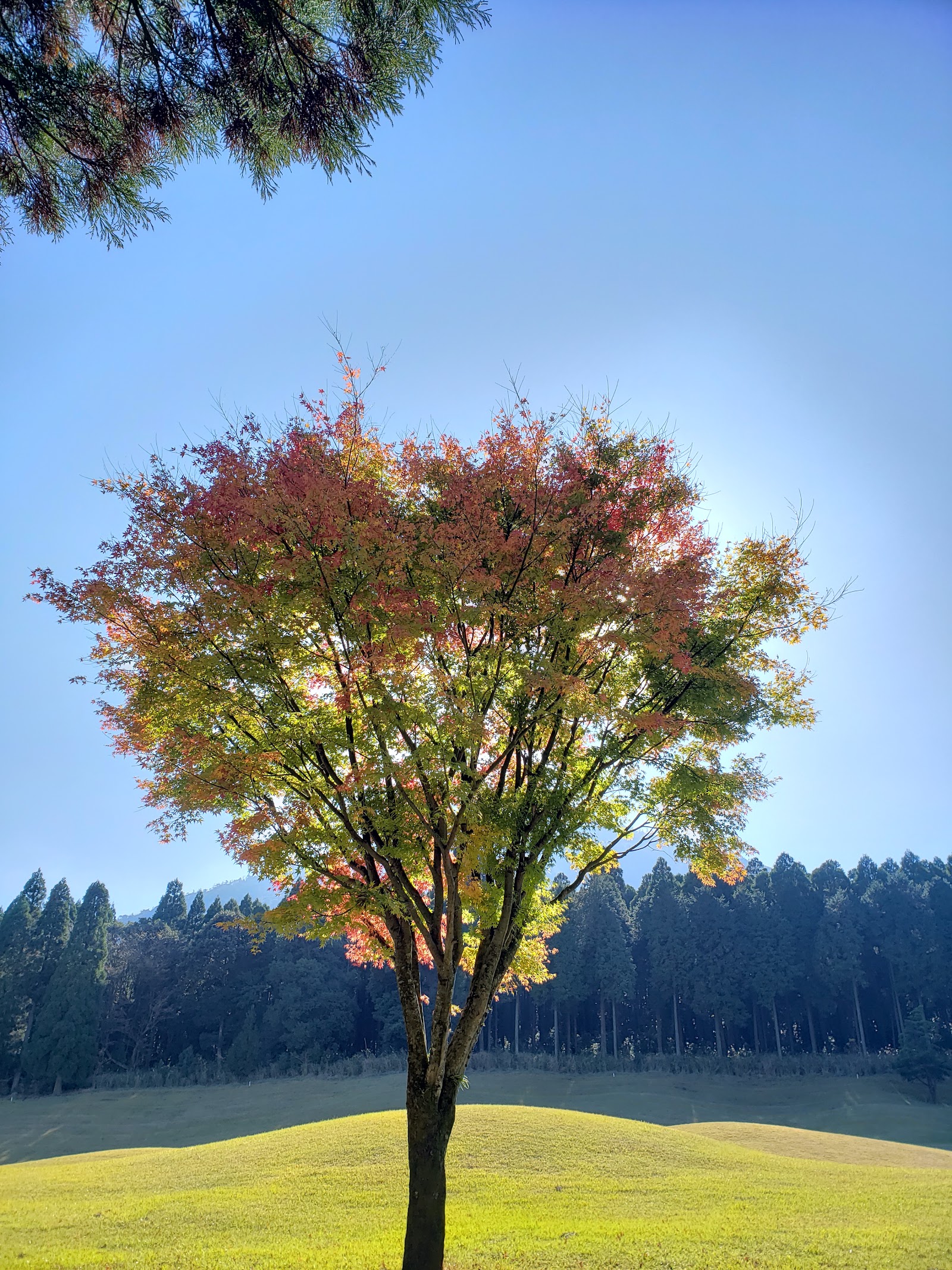 Ikoma Plateau, Miyazaki Kobayashi Golf Course - 4