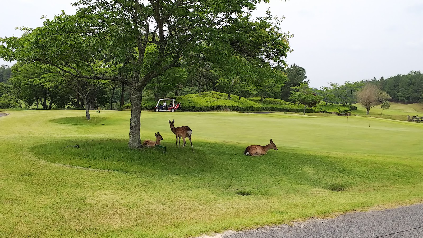Regus Crest Golf Club - Royal - 5